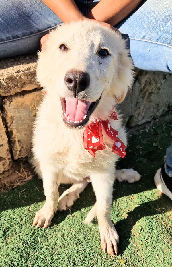 Cody dolcissimo cucciolotto in adozione  Foto 2