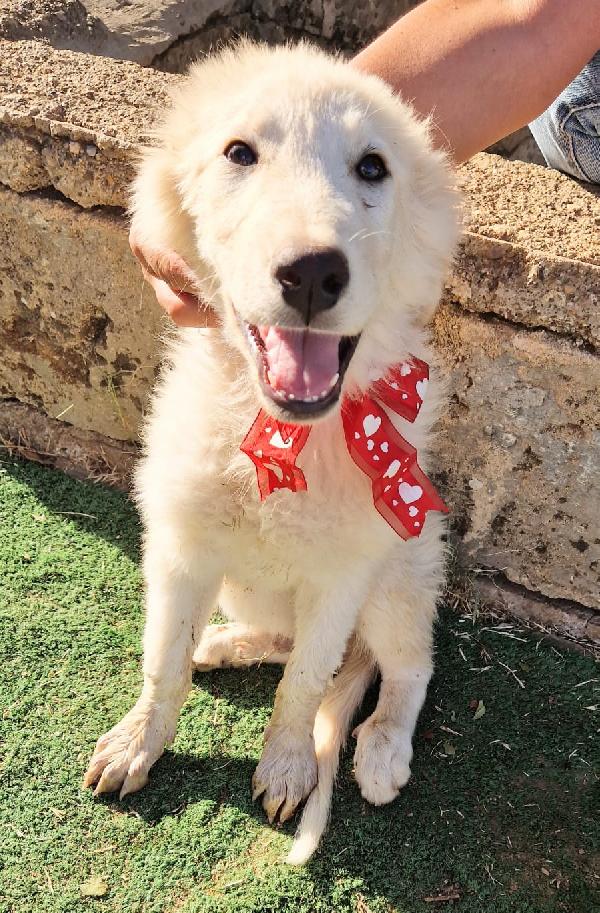 Cody dolcissimo cucciolotto in adozione  Foto 3