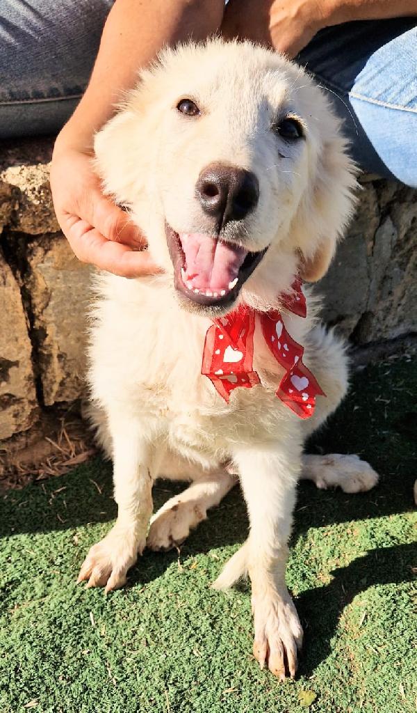 Cody dolcissimo cucciolotto in adozione  Foto 6