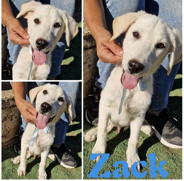 Cody dolcissimo cucciolotto in adozione  Foto 9