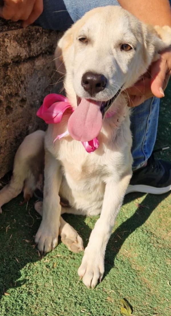 Aiutaci cuccioli in adozione  Foto 2