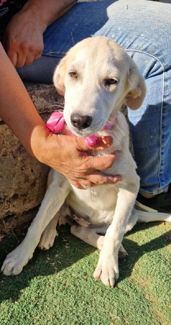 Aiutaci cuccioli in adozione  Foto 5