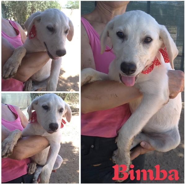 Bimba Una Dolcissima Cucciola In Adozione 