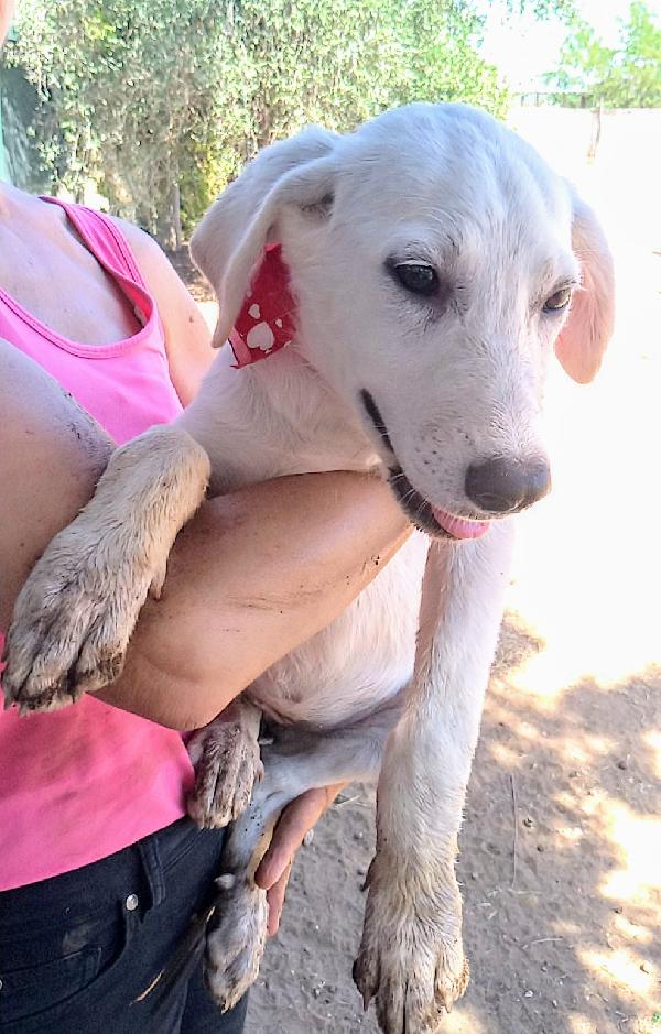 Bimba una dolcissima cucciola in adozione  Foto 2