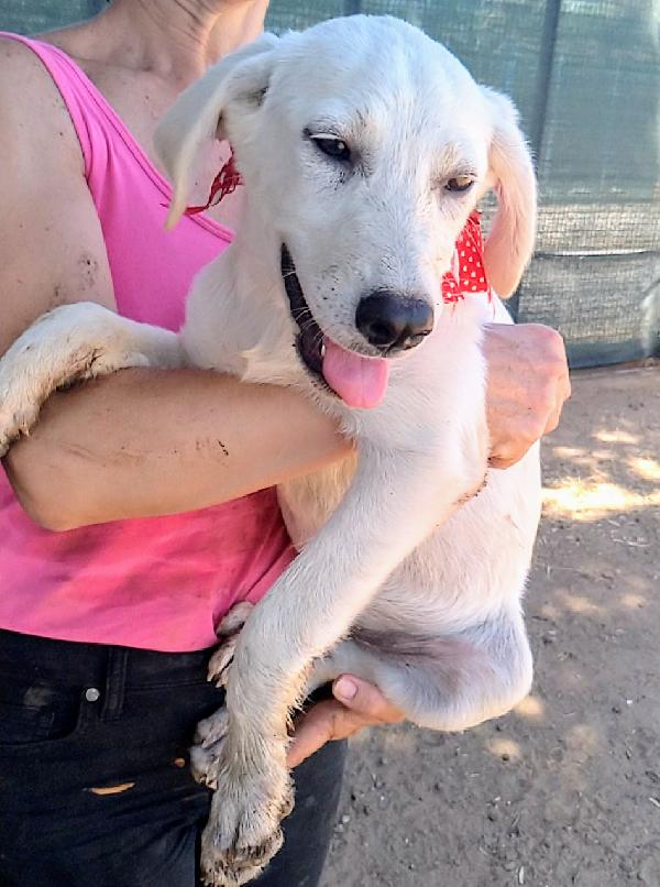 Bimba una dolcissima cucciola in adozione  Foto 4