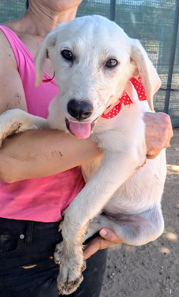 Bimba una dolcissima cucciola in adozione  Foto 5