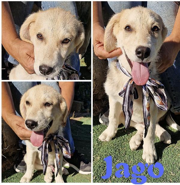 Jago E I Suoi Fratelli Cercano Casa 