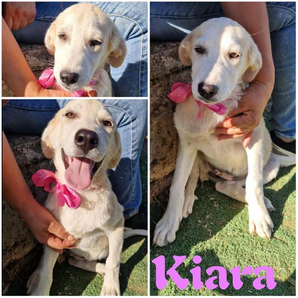 Aiutaci a trovare casa cuccioli in adozione  Foto 2