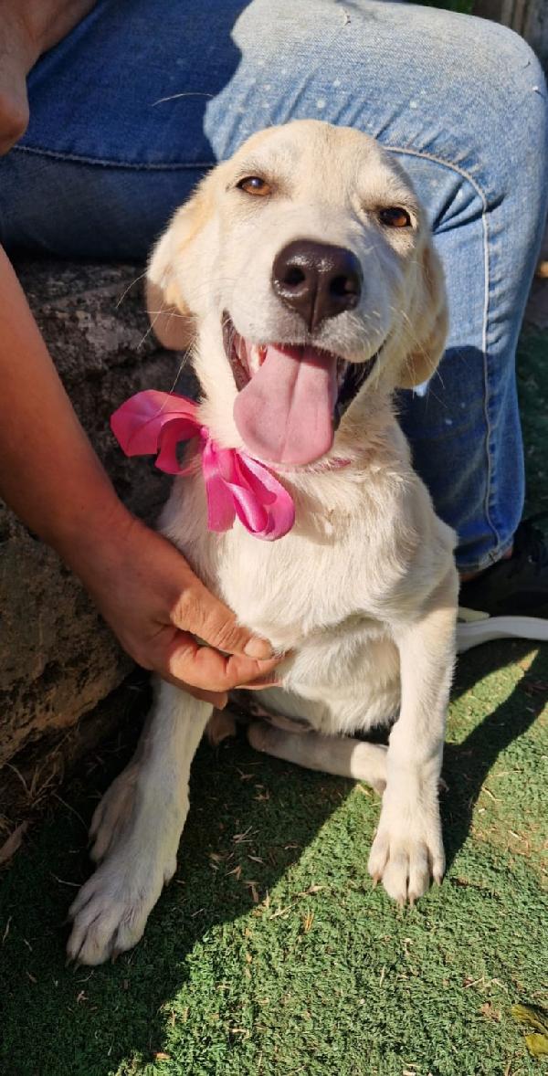 Aiutaci a trovare casa cuccioli in adozione  Foto 3