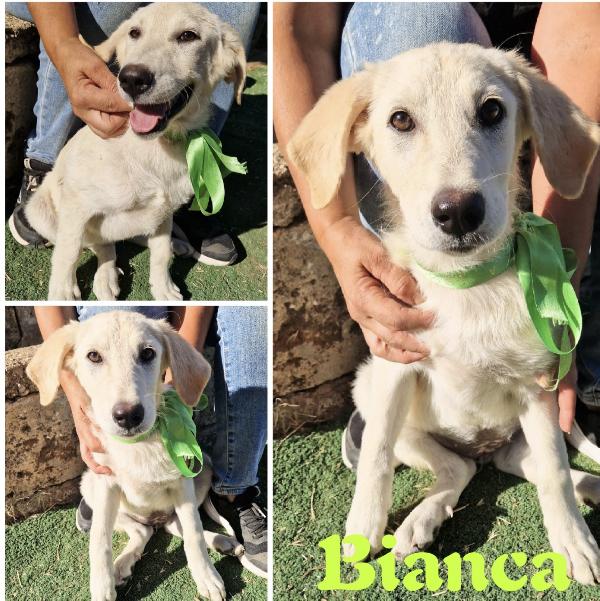Questi Meravigliosi Cuccioli Attendono Una Famiglia Che Li Scelga