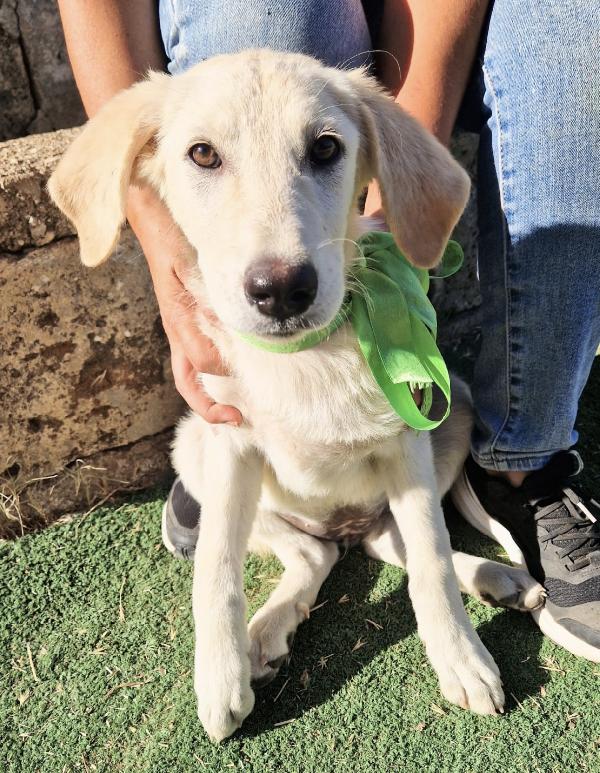 Questi meravigliosi cuccioli attendono una famiglia che li scelga Foto 2