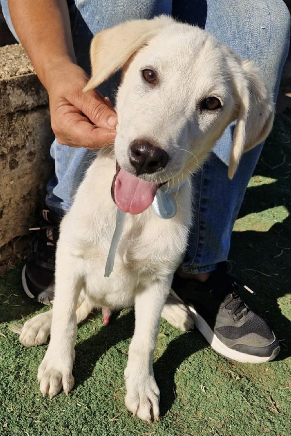 Questi meravigliosi cuccioli attendono una famiglia che li scelga Foto 5