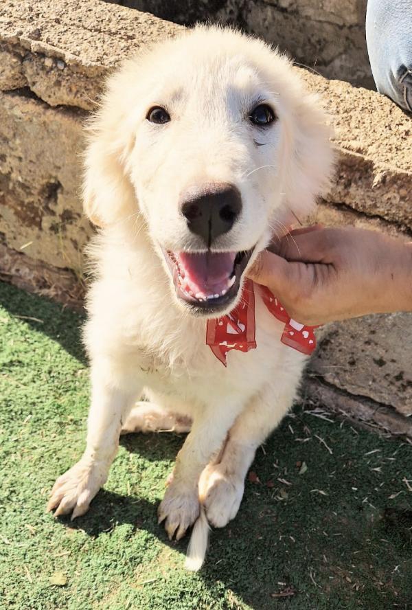 Questi meravigliosi cuccioli attendono una famiglia che li scelga Foto 7