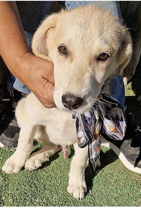 Questi meravigliosi cuccioli attendono una famiglia che li scelga Foto 10