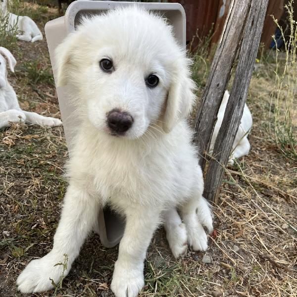 Lello Dolce Cucciolo 2 Mesi Taglia Media
