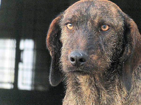 Sandrone abbandonato dal cacciatore Foto 8