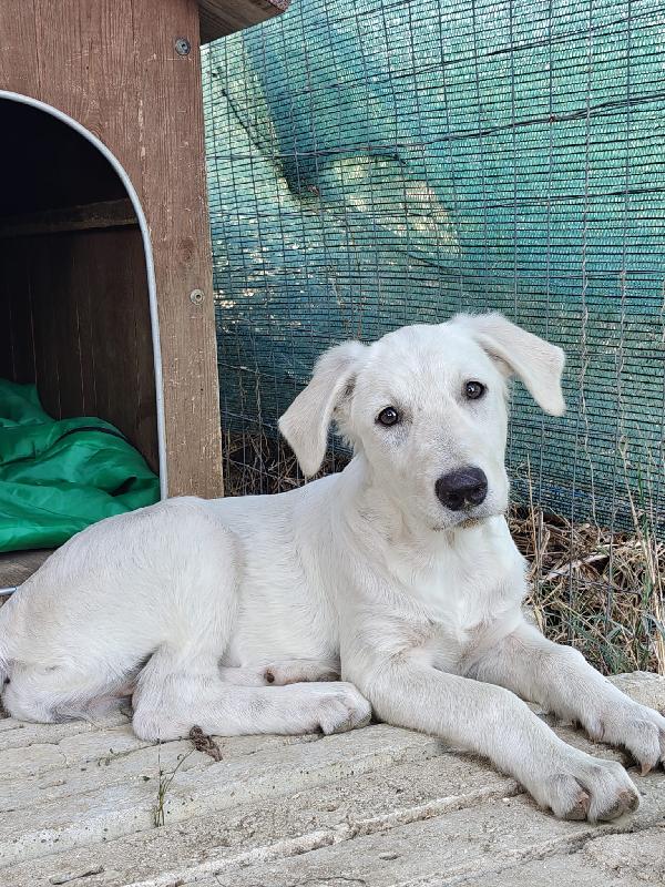 Cucciola 4 mesi Foto 2