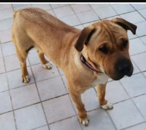 Mix Sharpei 3/4anni aspetta da tanto.PALERMO Foto 2