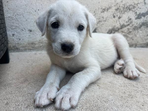 Rubble Rinchiuso In Box A Soli Due Mesi