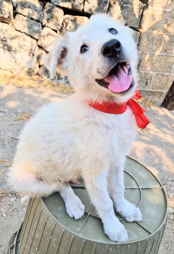 BURT,IN CANILE,ADOTTABILE IN TUTTA ITALIA! Foto 2