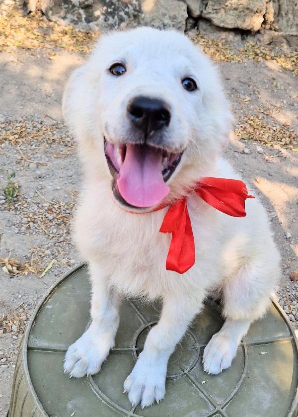 BURT,IN CANILE,ADOTTABILE IN TUTTA ITALIA! Foto 3
