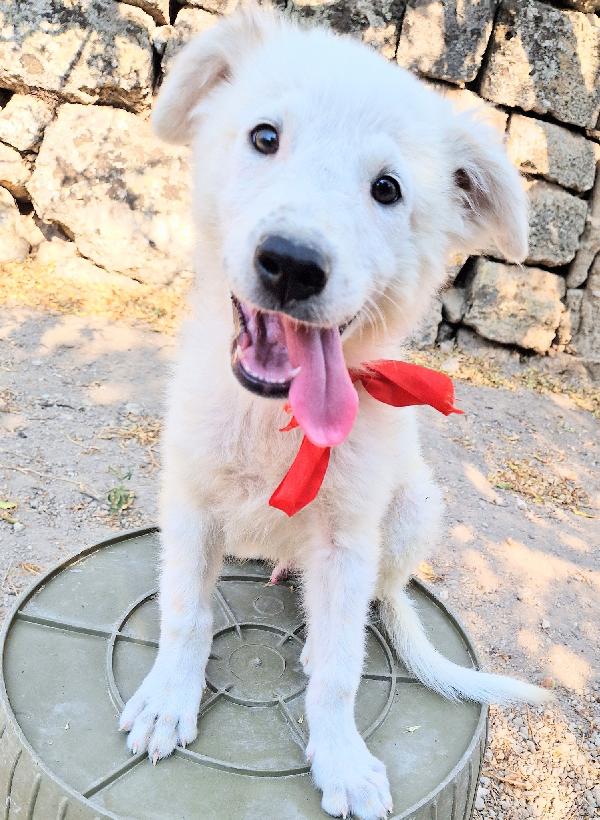 BURT,IN CANILE,ADOTTABILE IN TUTTA ITALIA! Foto 4