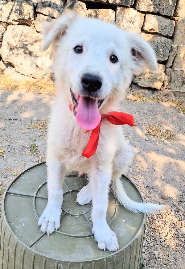 BURT,IN CANILE,ADOTTABILE IN TUTTA ITALIA! Foto 6