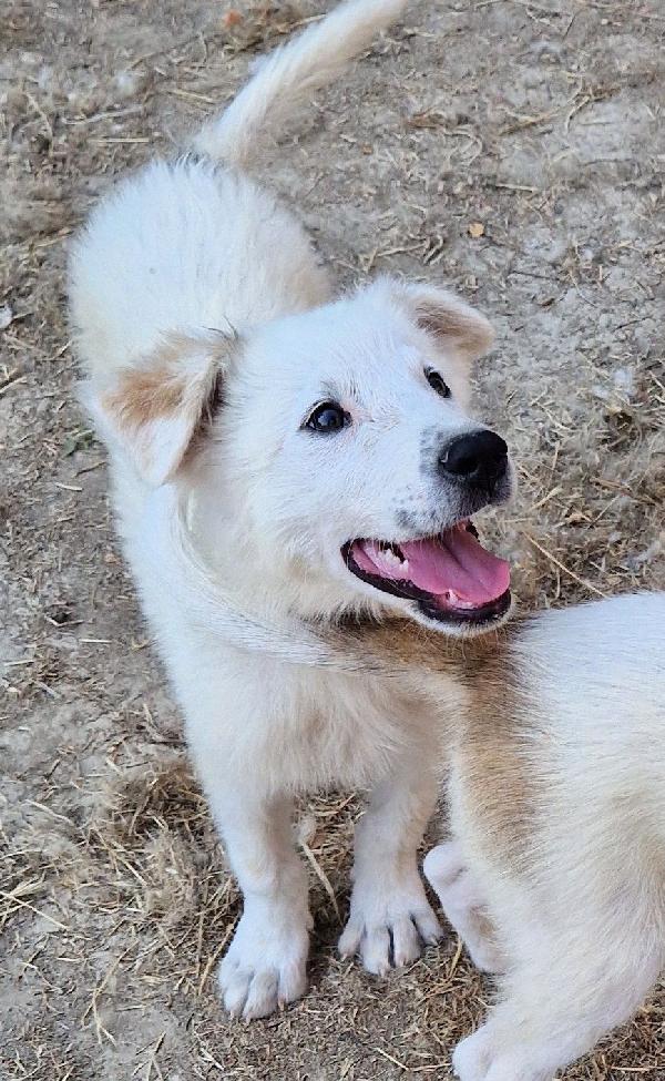 BURT,IN CANILE,ADOTTABILE IN TUTTA ITALIA! Foto 7