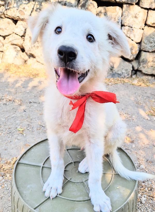 BURT,IN CANILE,ADOTTABILE IN TUTTA ITALIA! Foto 9