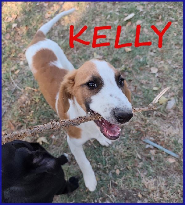 Kelly, Cucciola 5 Mesi Abbandonata Con La Sorellina Sotto Il Rovente Sole Estivo, Ora Cerca Una Mamma!