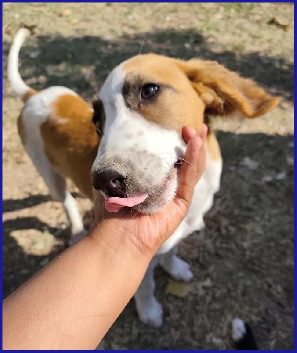 KELLY, CUCCIOLA 5 MESI ABBANDONATA CON LA SORELLINA SOTTO IL ROVENTE SOLE ESTIVO, ORA CERCA UNA MAMMA! Foto 2