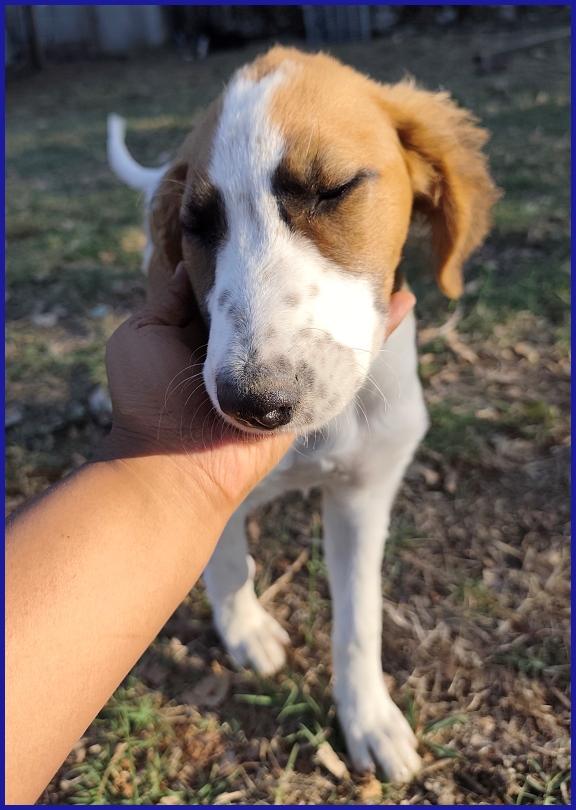 KELLY, CUCCIOLA 5 MESI ABBANDONATA CON LA SORELLINA SOTTO IL ROVENTE SOLE ESTIVO, ORA CERCA UNA MAMMA! Foto 3