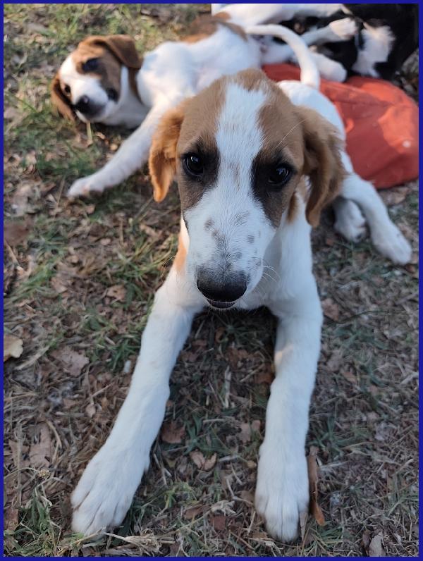 KELLY, CUCCIOLA 5 MESI ABBANDONATA CON LA SORELLINA SOTTO IL ROVENTE SOLE ESTIVO, ORA CERCA UNA MAMMA! Foto 4
