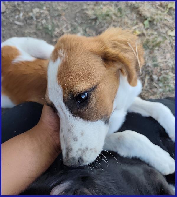 KELLY, CUCCIOLA 5 MESI ABBANDONATA CON LA SORELLINA SOTTO IL ROVENTE SOLE ESTIVO, ORA CERCA UNA MAMMA! Foto 6