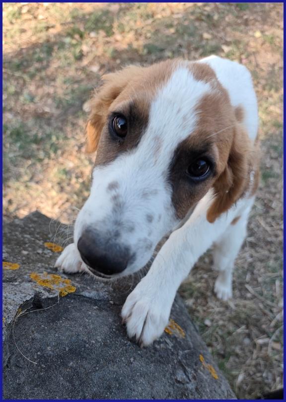 KELLY, CUCCIOLA 5 MESI ABBANDONATA CON LA SORELLINA SOTTO IL ROVENTE SOLE ESTIVO, ORA CERCA UNA MAMMA! Foto 7