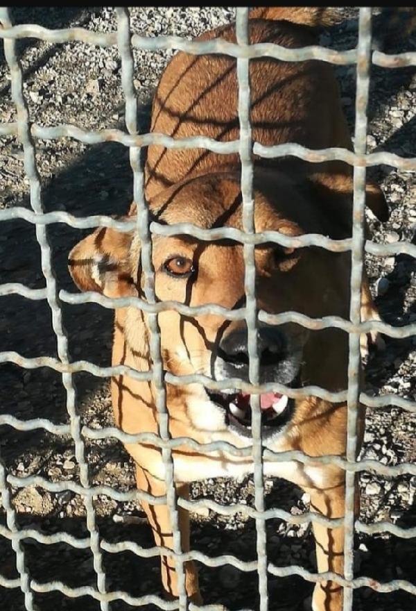 Bruno 5anni lo volevano morto! Napoli Foto 3
