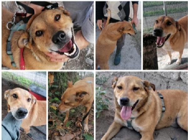 Bruno 5anni lo volevano morto! Napoli Foto 4