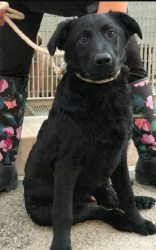 Benny 5/6Anni Nero Entrato Cucciolo In Box.puglia
