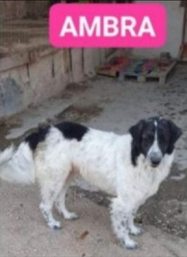 Ambra 5Anni Tg Grande Padrone Deceduto.napoli
