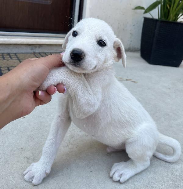Chase Dolcissimo Cucciolo Rinchiuso In Box 2 Mesi