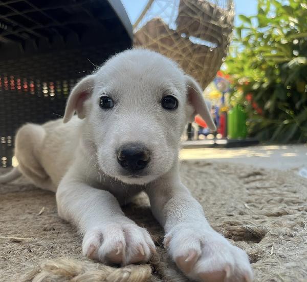 Chase dolcissimo cucciolo rinchiuso in box 2 mesi Foto 2