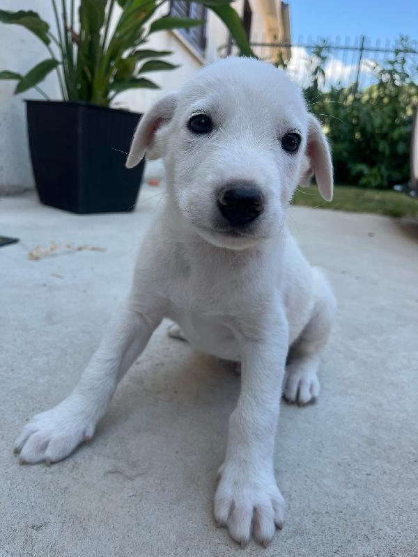 Chase dolcissimo cucciolo rinchiuso in box 2 mesi Foto 7