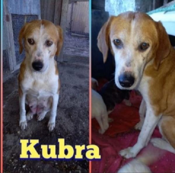 Kubra adulta adulta anni di privazioni. ABRUZZO Foto 2