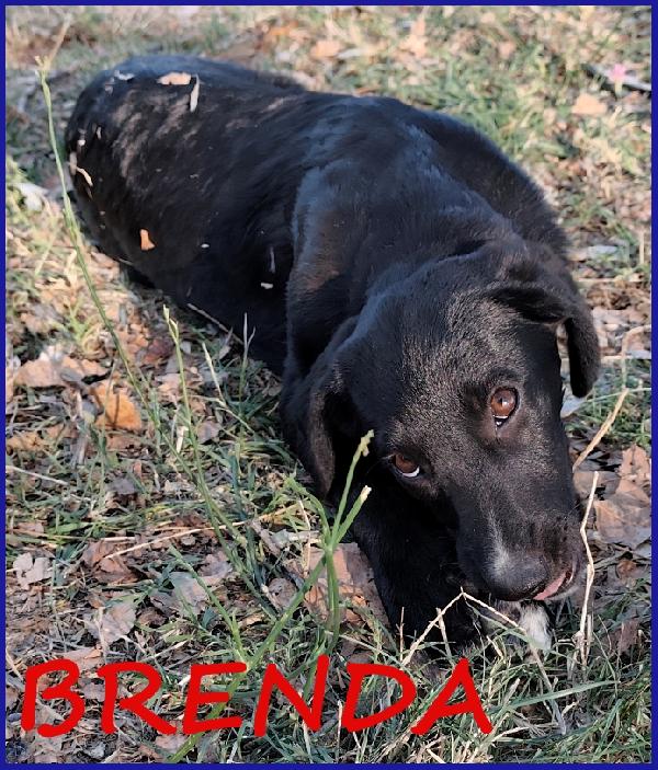 Brenda, Cucciola 5 Mesi Recuperata Sotto Il Sole Cocente Con La Sorella, Ora Sogna Una Famiglia