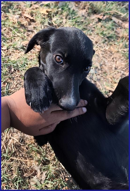 BRENDA, CUCCIOLA 5 MESI RECUPERATA SOTTO IL SOLE COCENTE CON LA SORELLA, ORA SOGNA UNA FAMIGLIA Foto 6