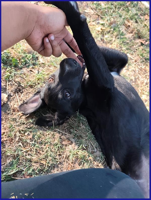 BRENDA, CUCCIOLA 5 MESI RECUPERATA SOTTO IL SOLE COCENTE CON LA SORELLA, ORA SOGNA UNA FAMIGLIA Foto 7
