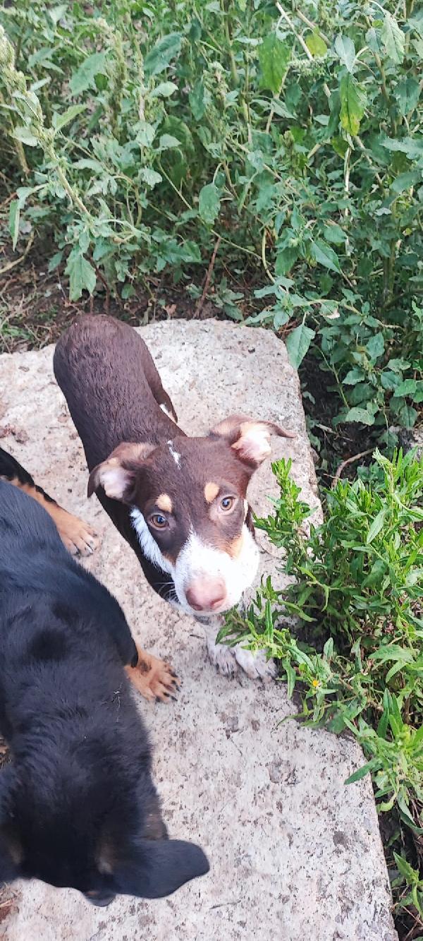 Lady cucciola dagli occhi da cerbiatta Foto 3