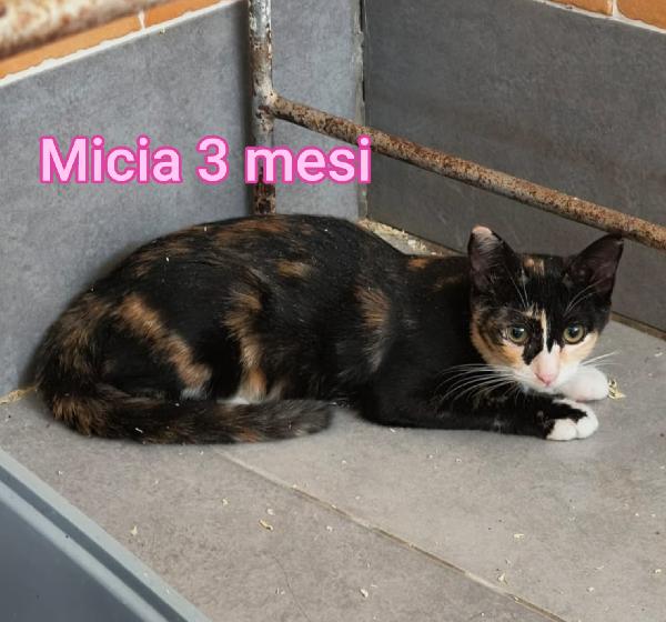 GATTINI ABBANDONATI! EMERGENZA  Foto 3