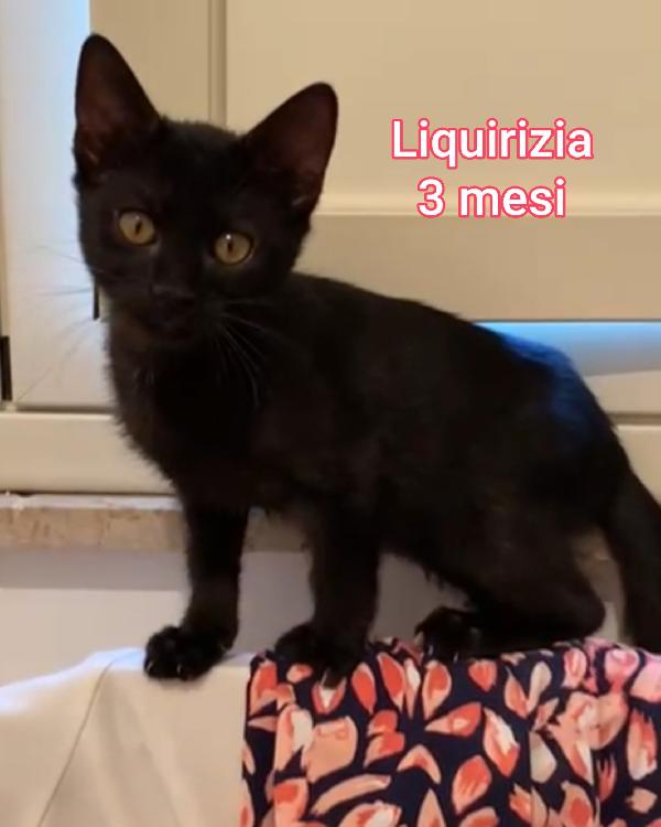 GATTINI ABBANDONATI! EMERGENZA  Foto 4