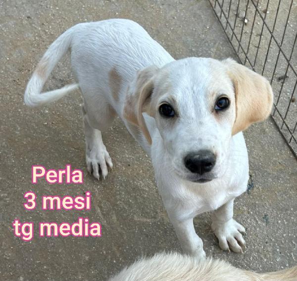 CUCCIOLI, 2 MESI, URGENTE Foto 2